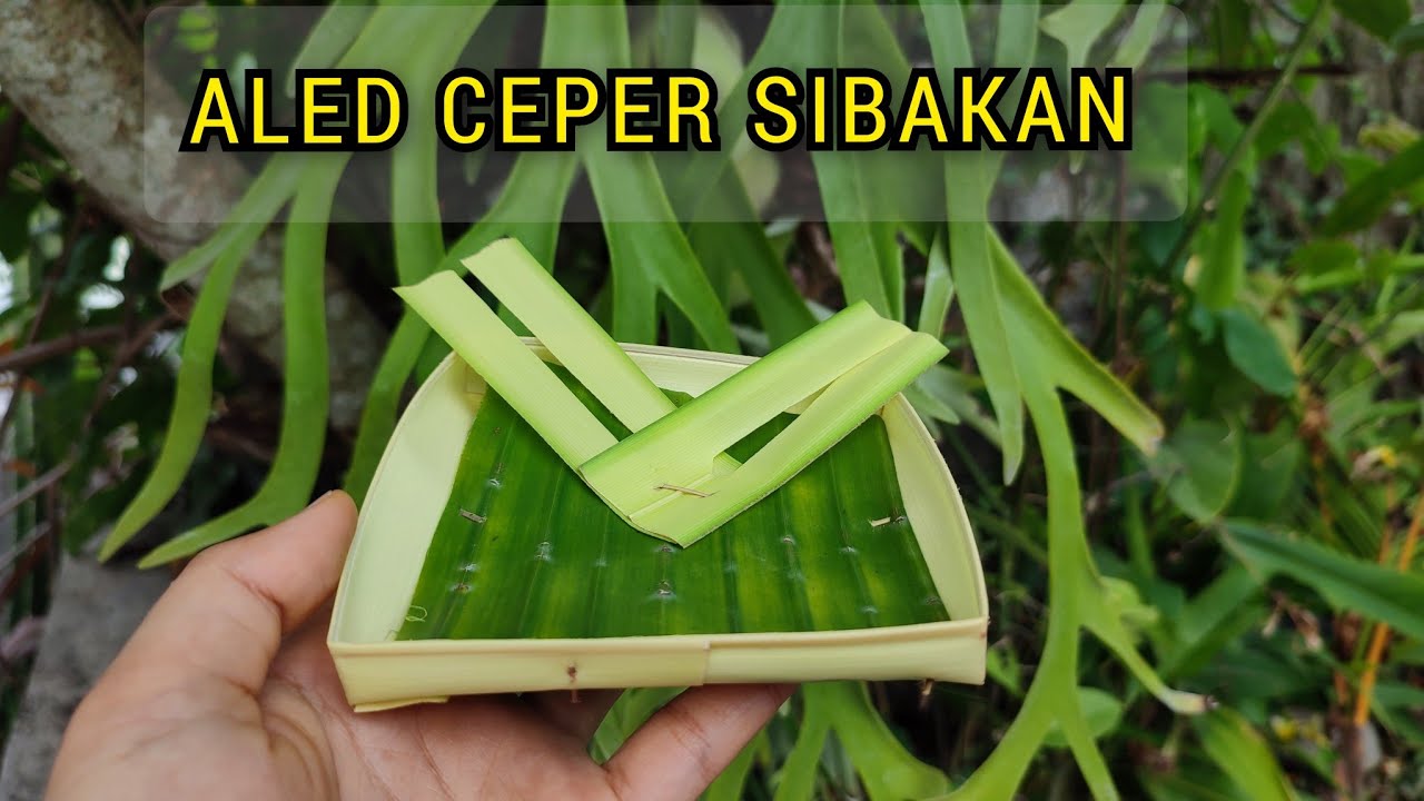 CARA MEMBUAT ALED CANANG SIBAKAN