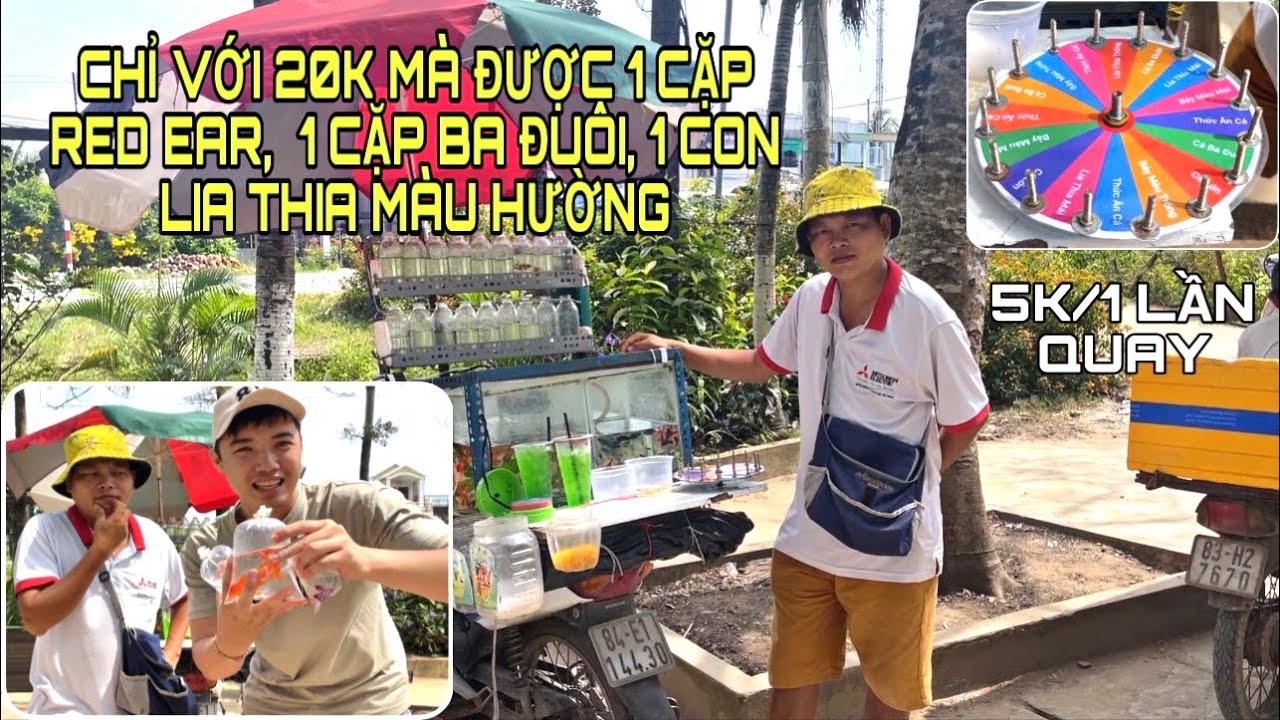Chỉ với 20K mà được 1 Cặp Red Ear, 1 Cặp Ba đuôi, 1 con lia thia hường - Bác Xuyên | Thịnh TK