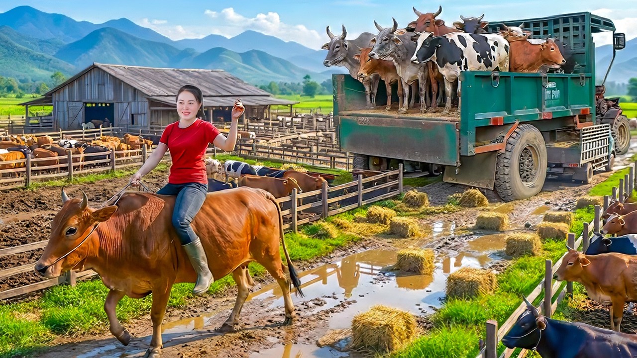 TIMELAPSE | Trucks Rush to Buy 500+ Cows From Farmers for a Massive Cattle Deal - Linh Harvest