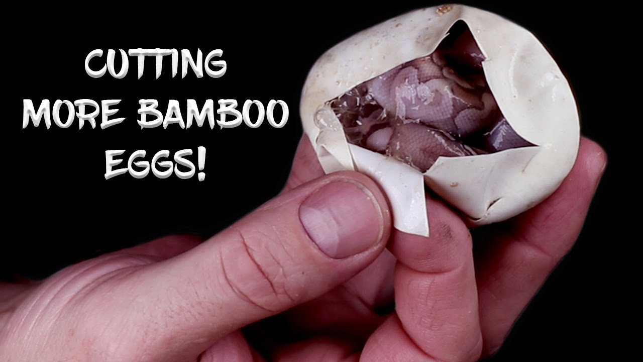 More Bamboo Ball Python Eggs are Hatching!  See the Results!