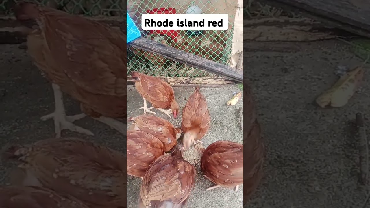 Rhode island red chicks #chicken #rirchicks #rir