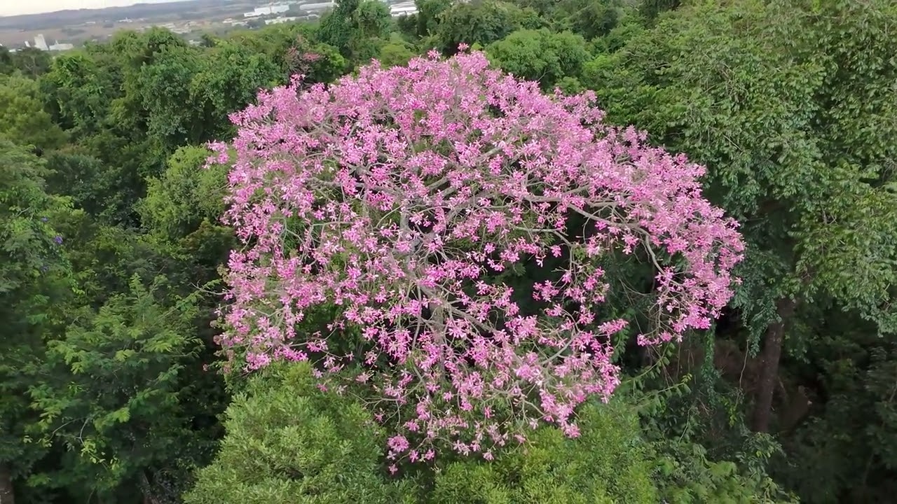 Floresta 19 Março 2025