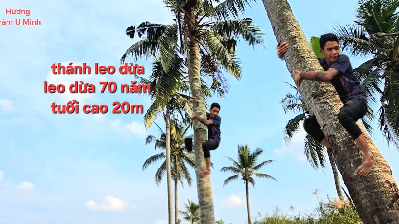 Phát Hiện Thánh Leo Dừa 70 Năm Tuổi Cao 20m Quên Đường Về | Anh Núi Leo Dừa