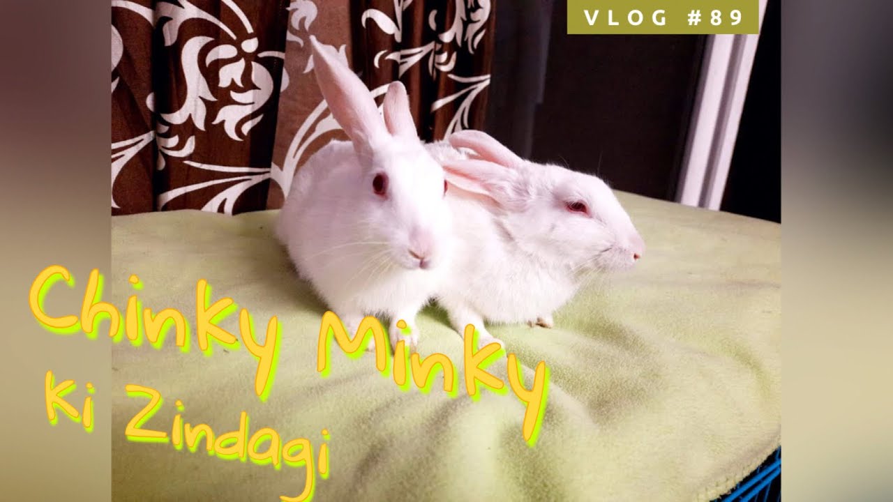 Life of Chinky and Minky 🐰❤️ | Masti Day | - Vlog #89