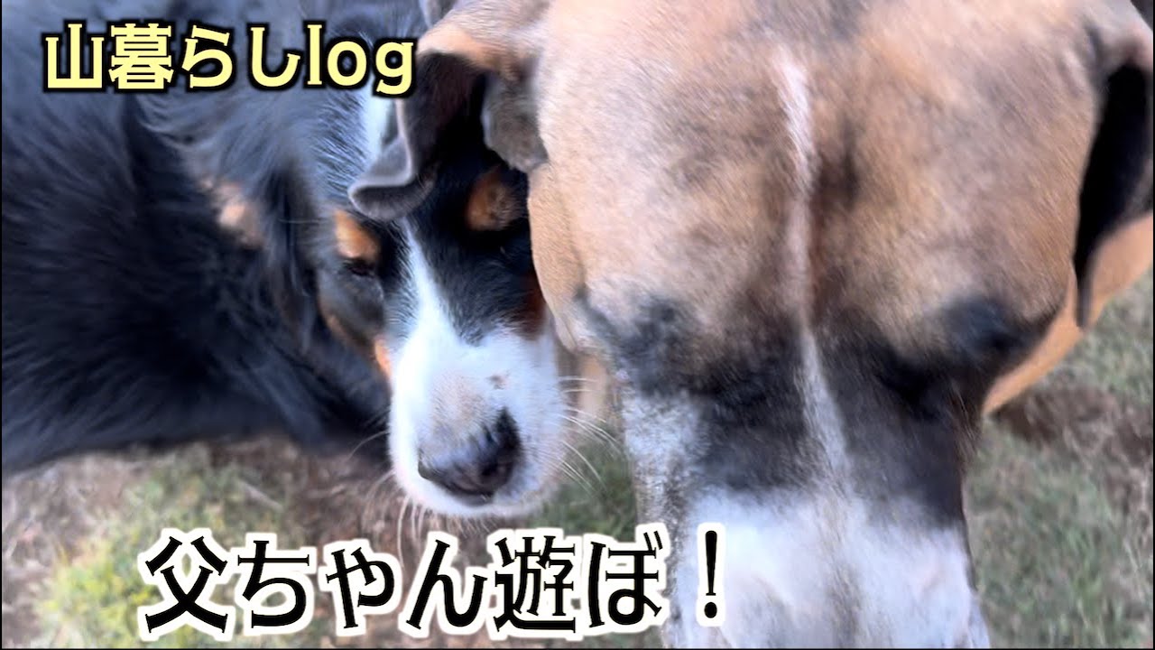 飼い主が幸せを感じる瞬間はこんな時【アデル・ロイ・レンの山暮らし#6】