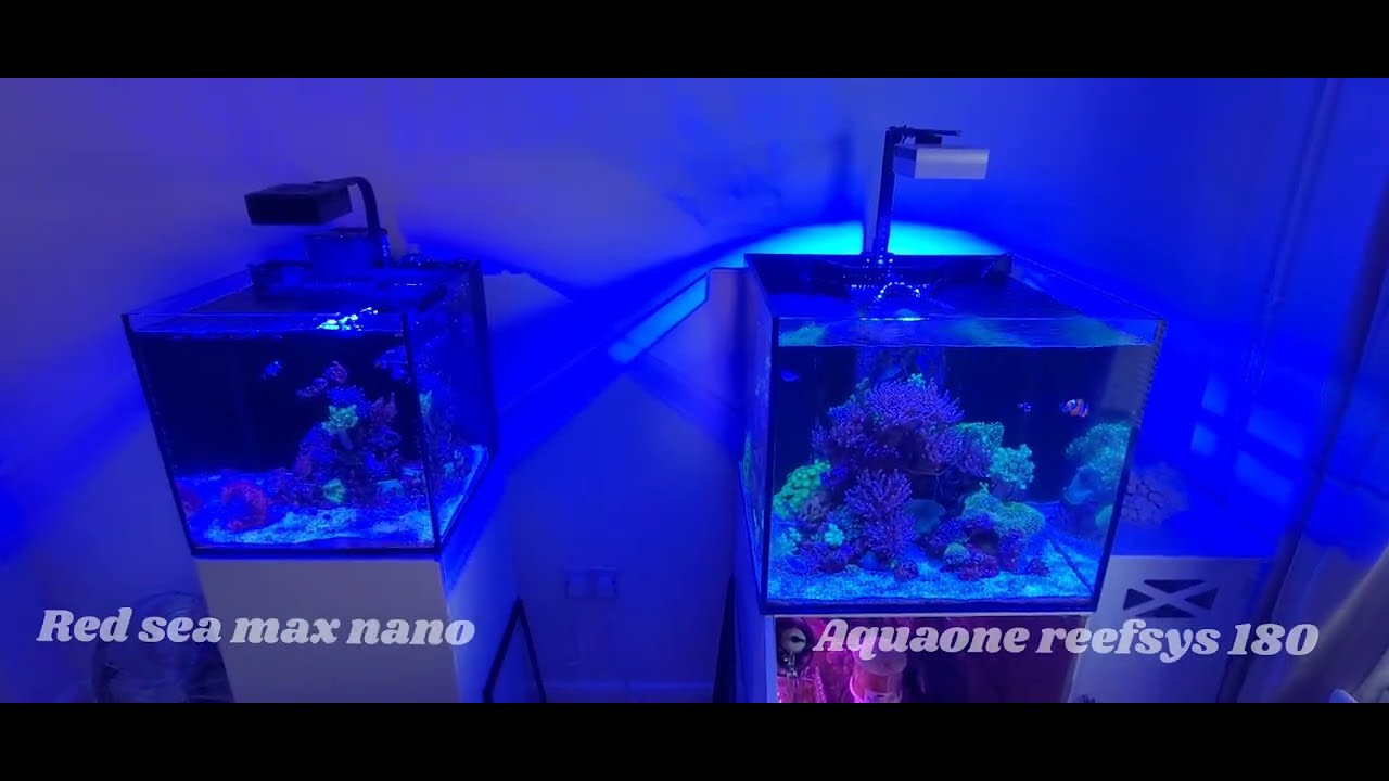 Aquaone Reefsys 180 | Soft Coral Tank