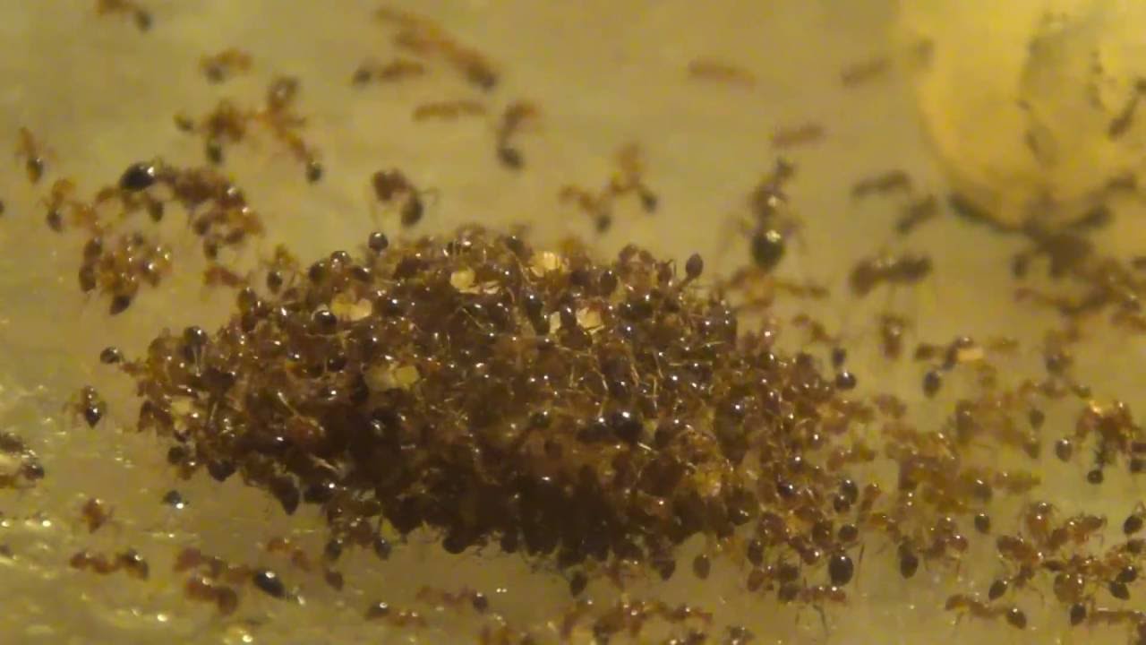 Ants Florida