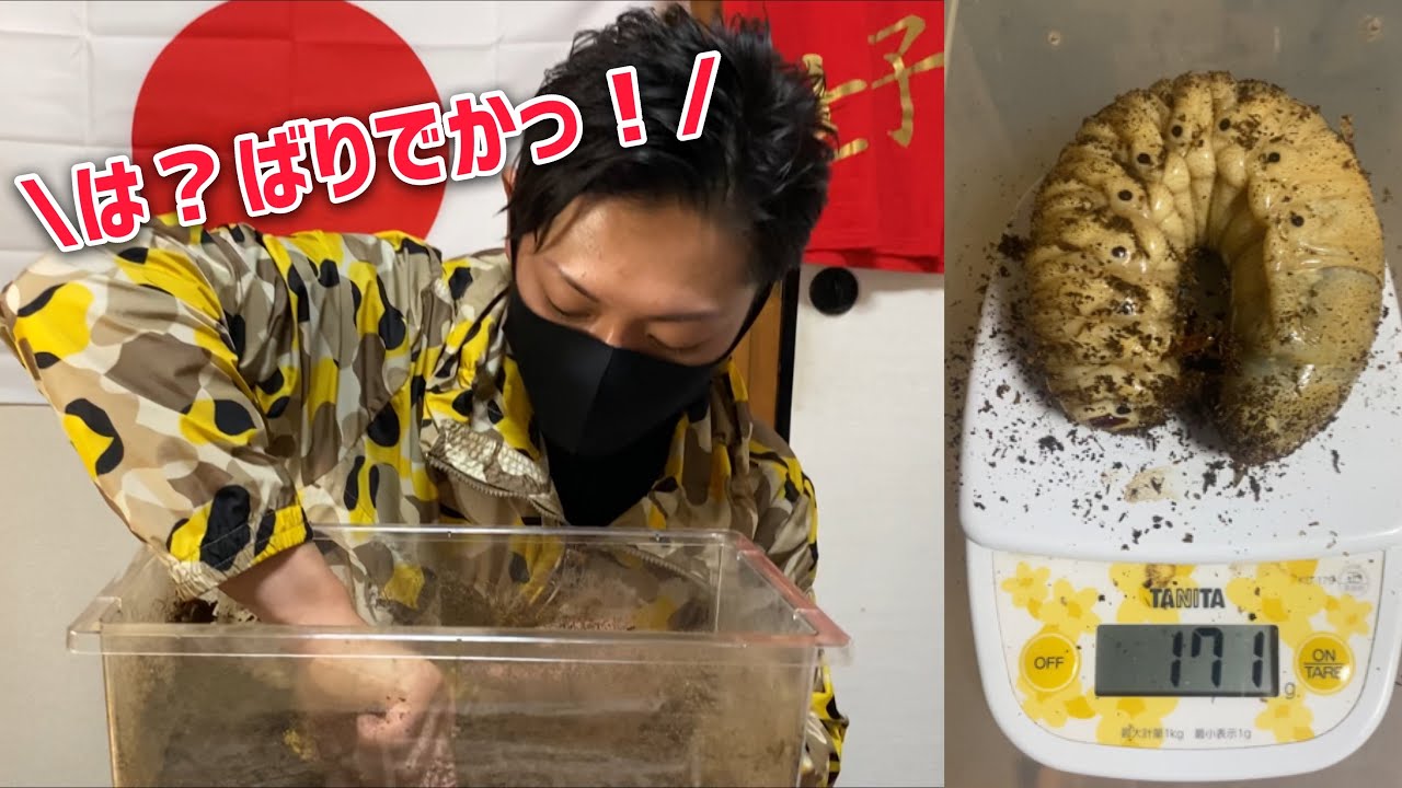 【衝撃】超特大ヘラクレス羽化！そして出たぞ171g！！