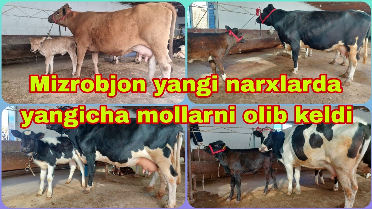 Mizrobjonga yangicha narxda yangilaridan keldi. 31-Oktyabr, 2024