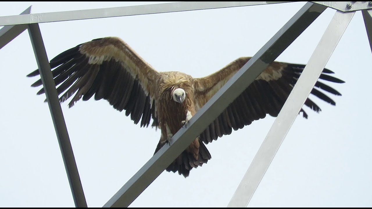 Griffon Vultures waiting for thermals - Gyps fulvus - Vale Gier / Bazel - Flanders / May 31, 2025