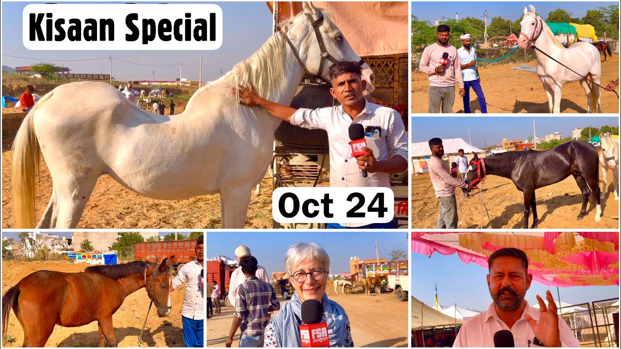 Pushkar Mela 2025 Horse Fair Vlog Oct 24 | Kisaan Special | Kathiawari, Sindhi, Nukra & Marwari 