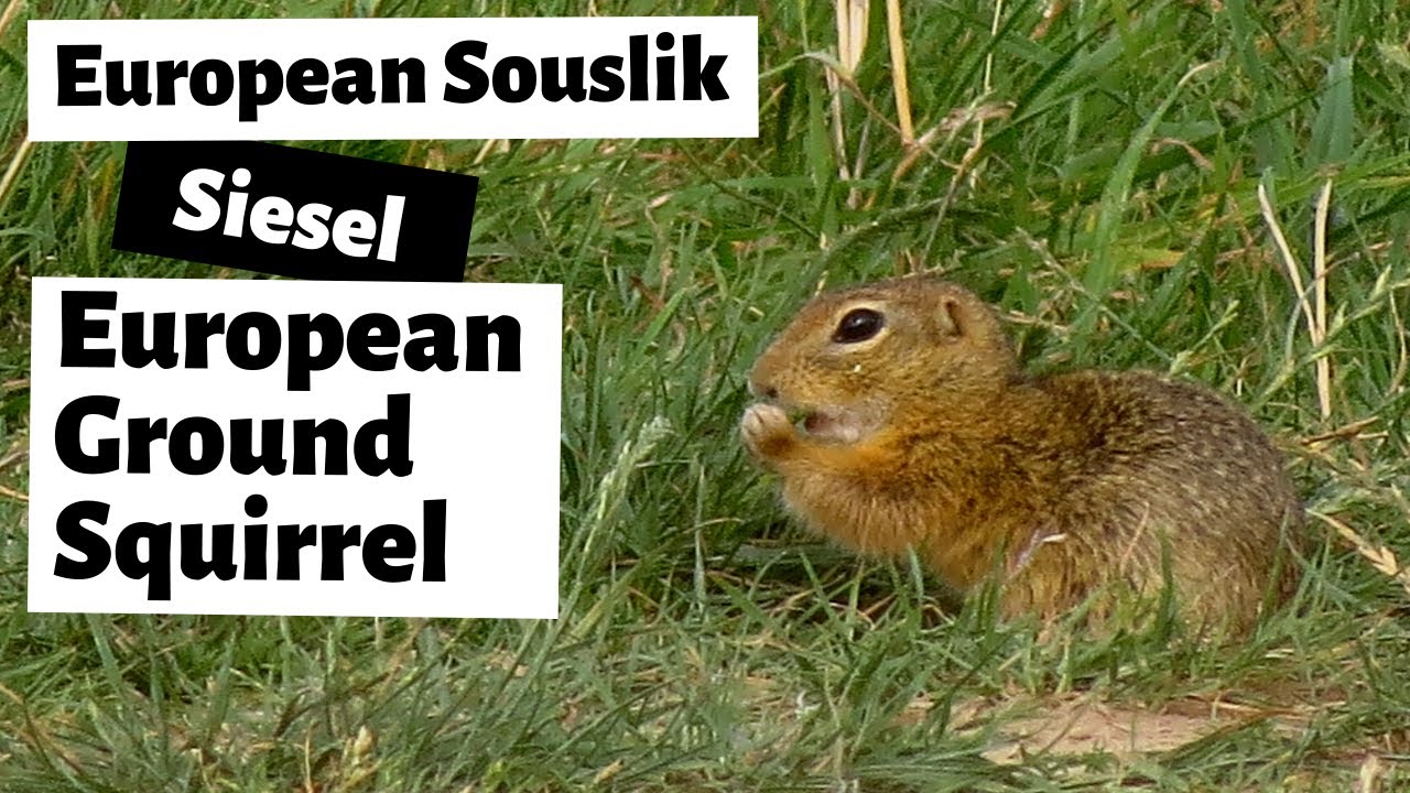 European Ground Squirrel - European souslik - Siesel  (Spermophilus citellus) in Slovakia