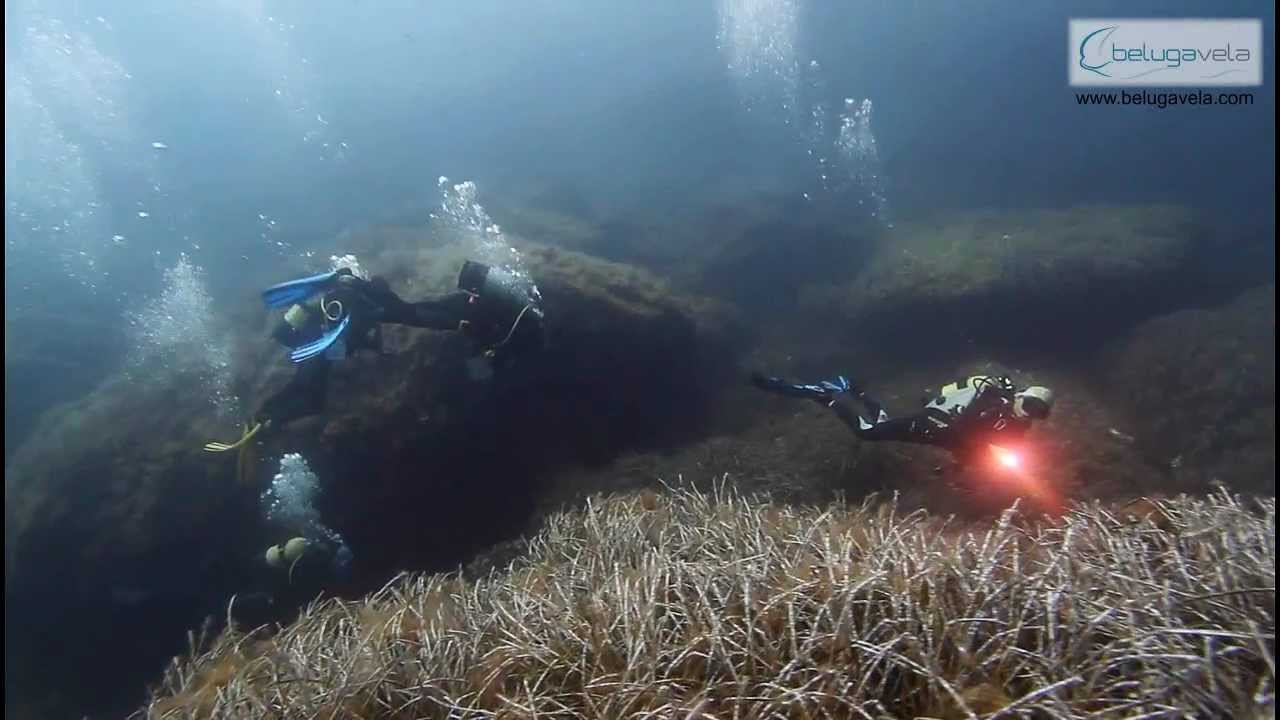Belugavela