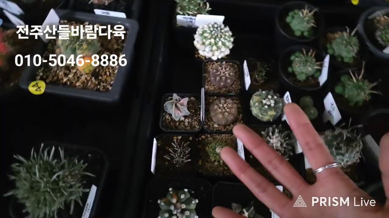 전주산들바람다육 라이브 방송