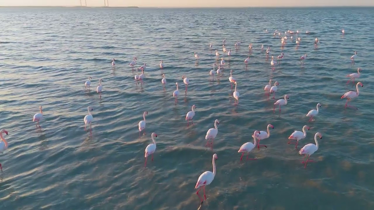 Kuwait -  Flamingo