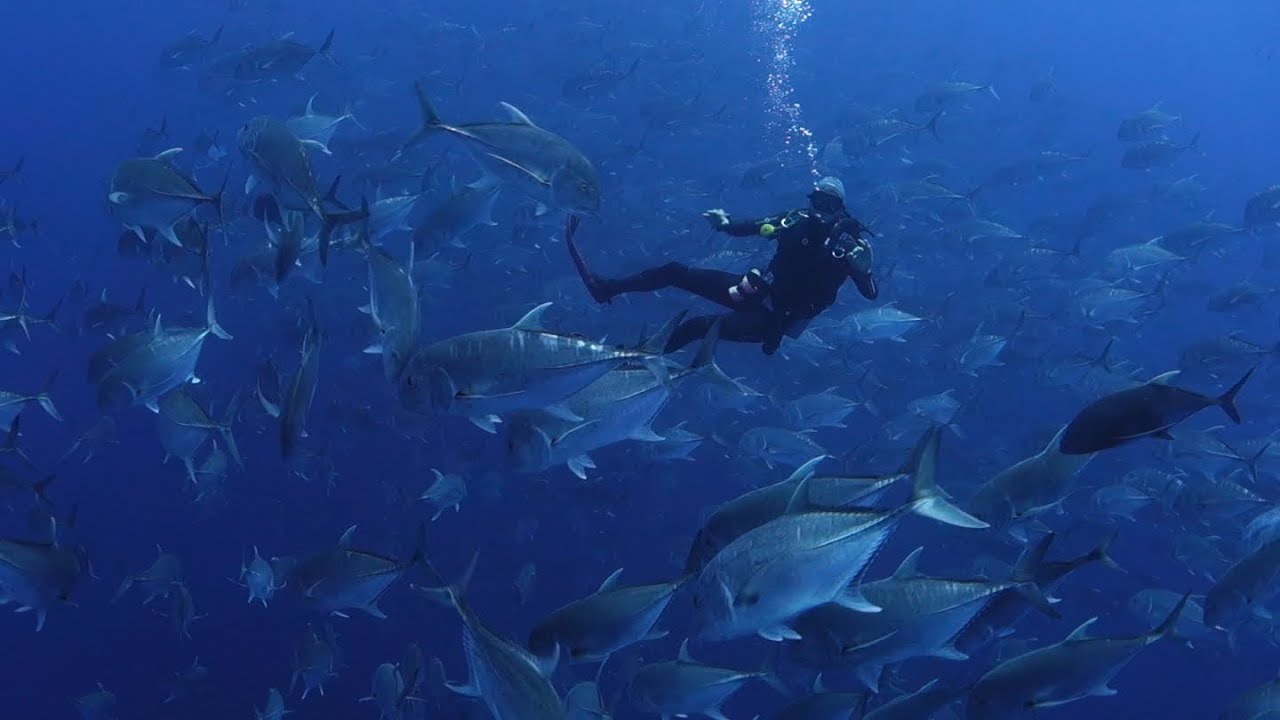 My friend Dan the trevally whisperer!  Shark-Yolanda Reef, Ras Mohammed NP, Egypt 30/5-2018.
