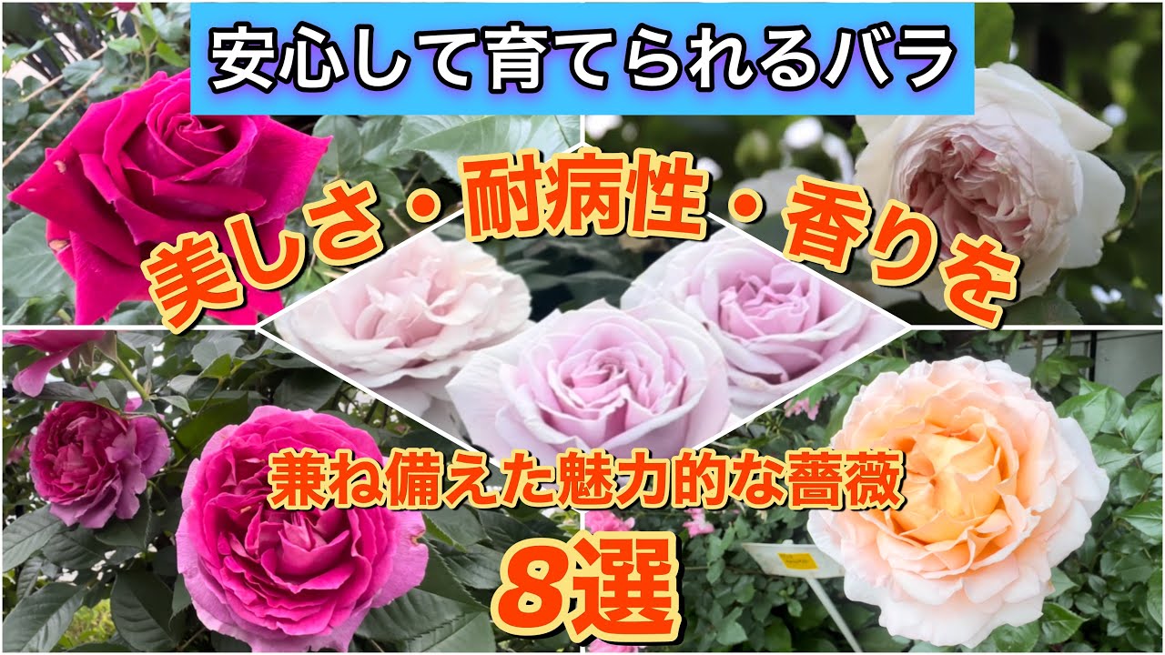 【安心して育てられるバラ】美しさ・耐病性・香りを兼ね備えた魅力的で育てやすい薔薇8選！