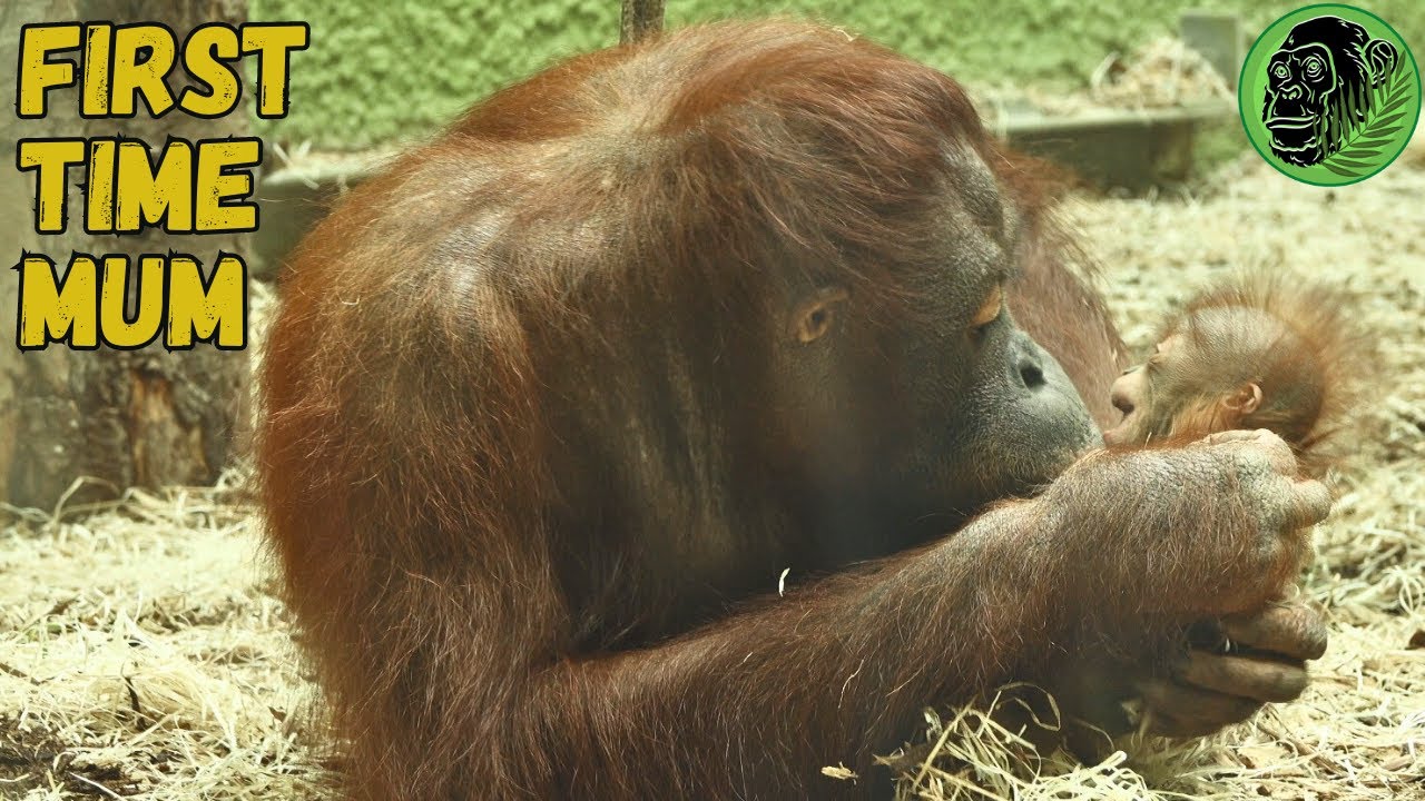 New Mother Orangutan Rocking And Patting Her New Baby