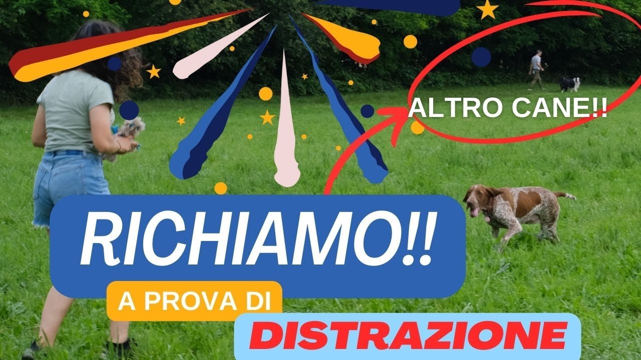 Come insegnare il RICHIAMO al cane, modo VELOCE