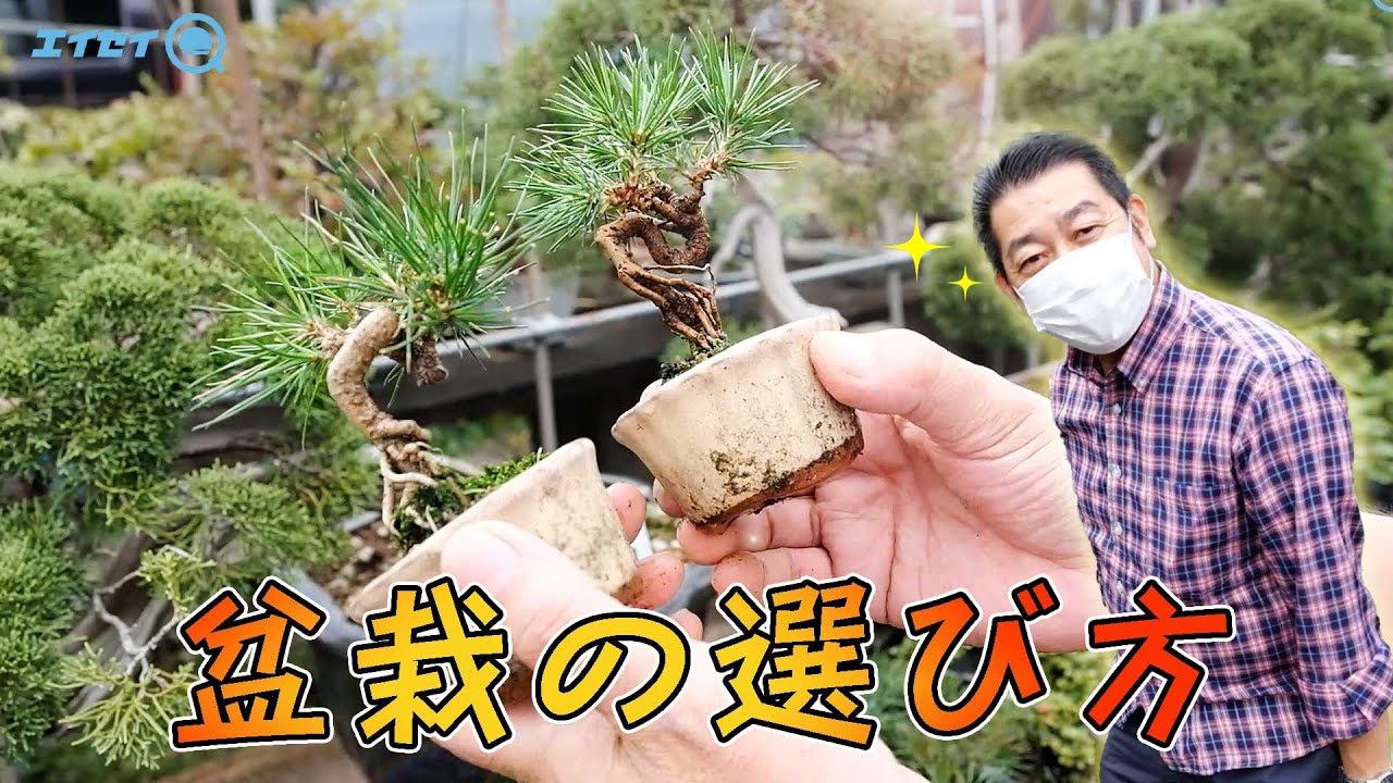初心者必見！盆栽の買い方、選び方を教えてもらいました【エイセイQ】