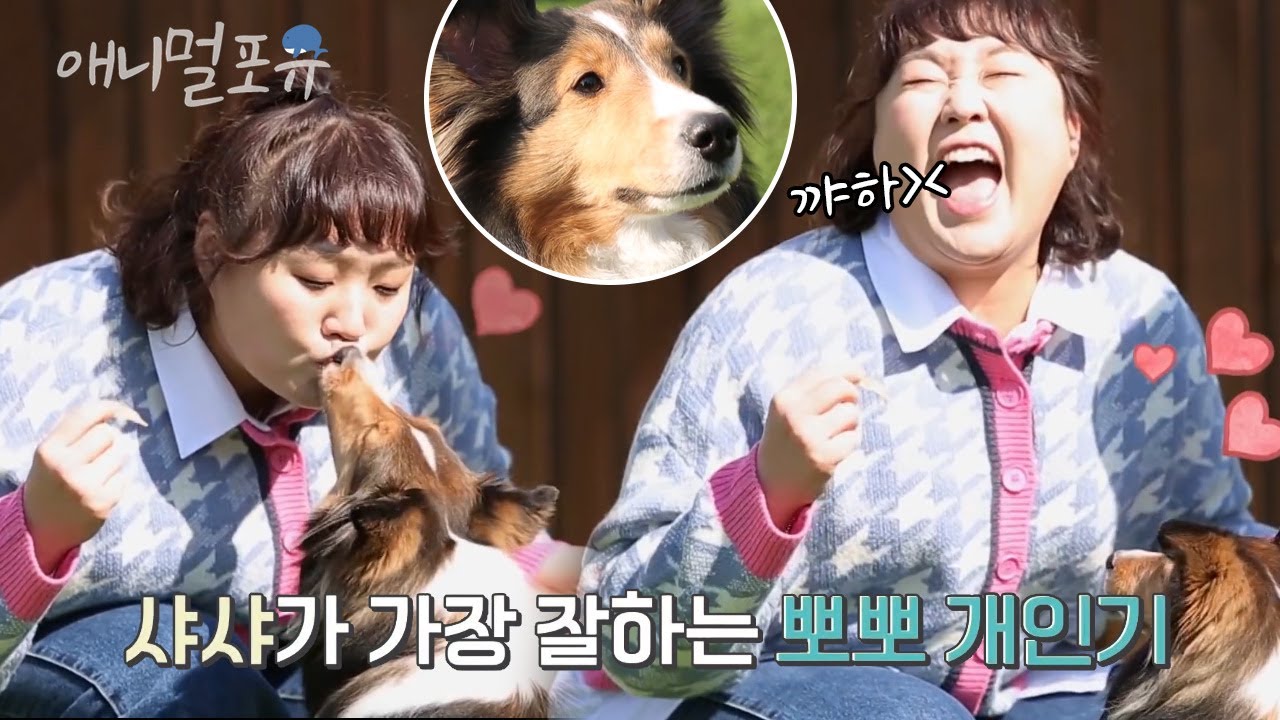 이 맛에 강아지 키우죠..ㅎ 이수지를 놀라게 한 셰틀랜드 쉽독의 특별한 개견기🐶｜KBS 개는 훌륭하다 200323 방송