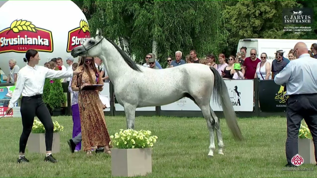 N 102 FORION   All Polish Arabian Horse Championship   Stallions 4 6 Years Old Class 12