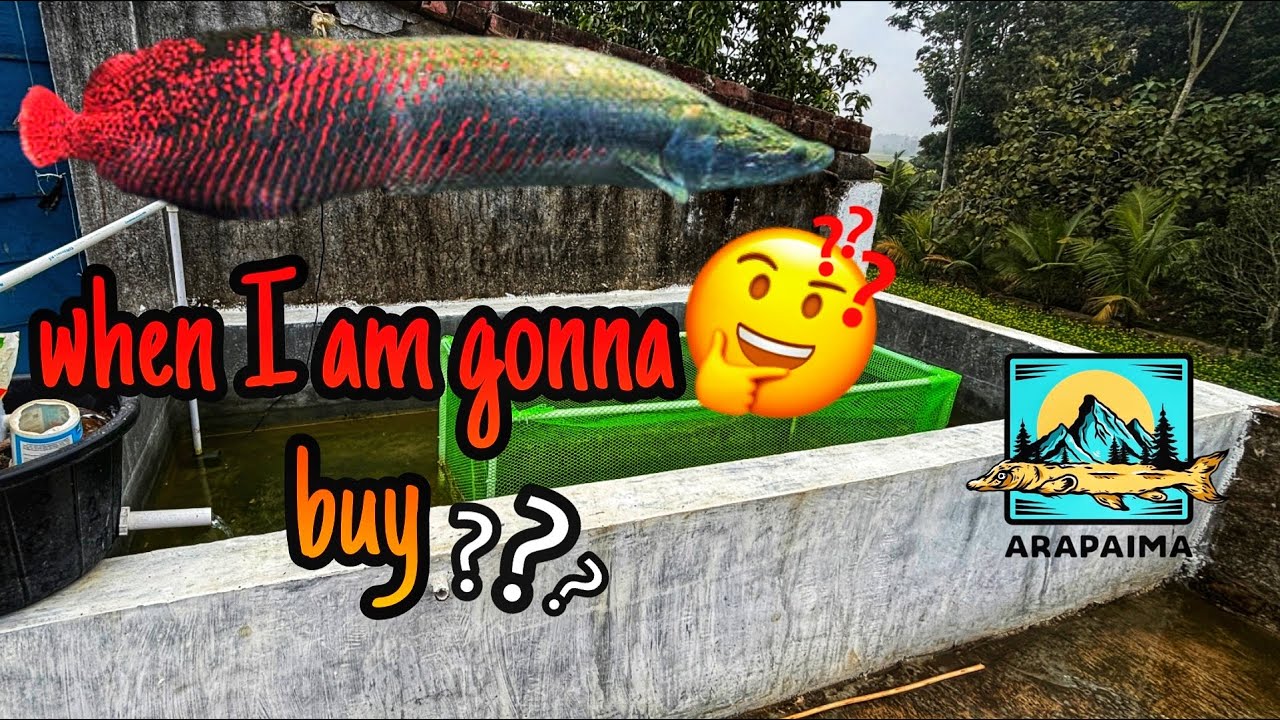 The Big Question: When Will I Buy an Arapaima?