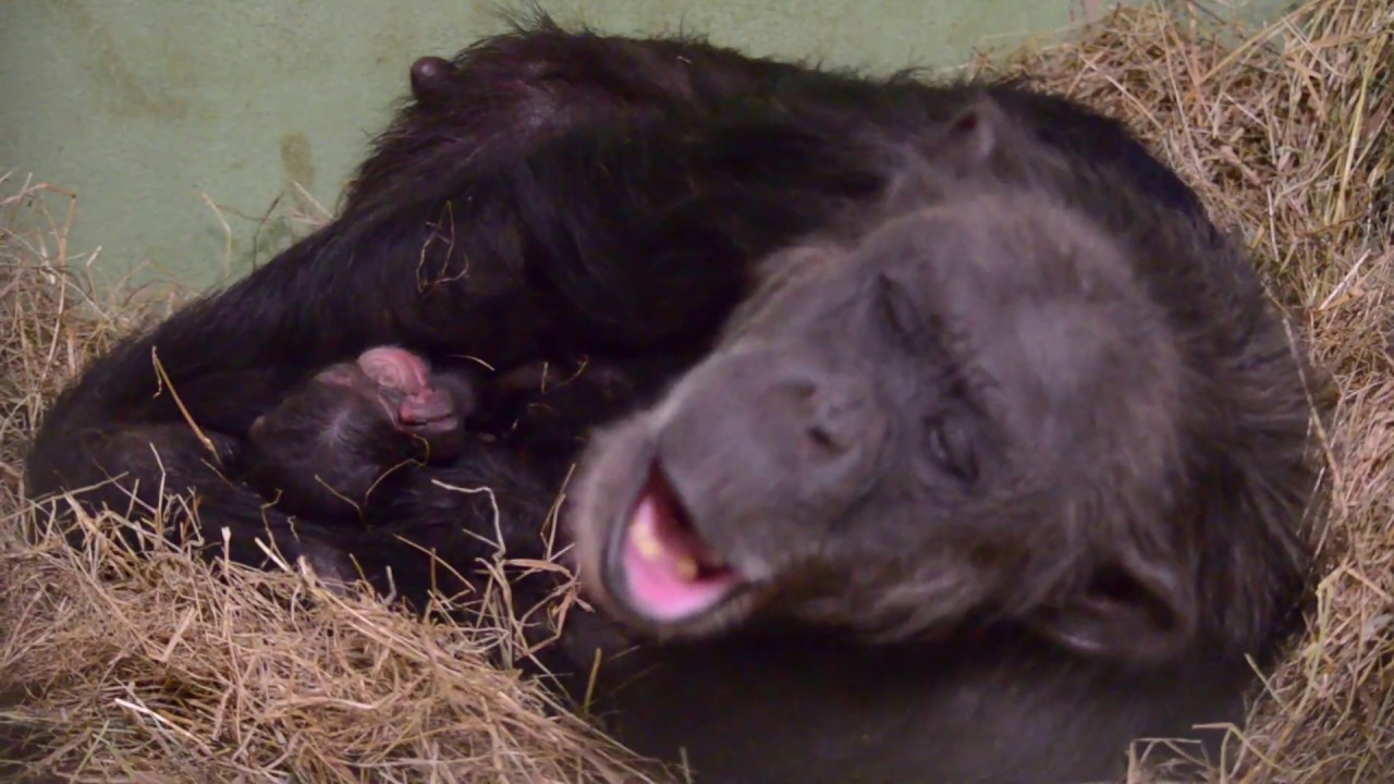 Twin baby chimpanzees – Nacimiento de mellizos de chimpancé en BIOPARC Valencia