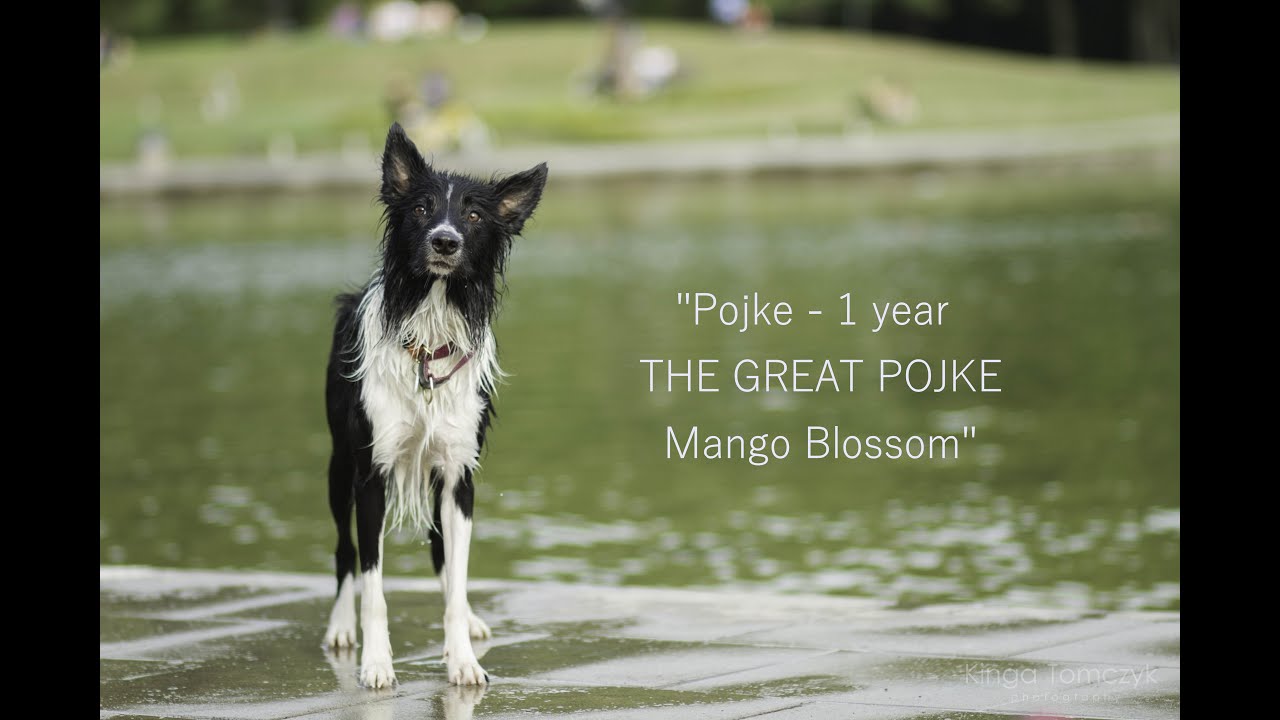 Pojke border collie - 1 year