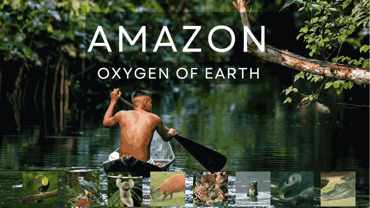 4k Mediation Eliminates Stress, Anxiety, Amazon: Jewel of  Planet Earth | #amazon  #amazonfinds