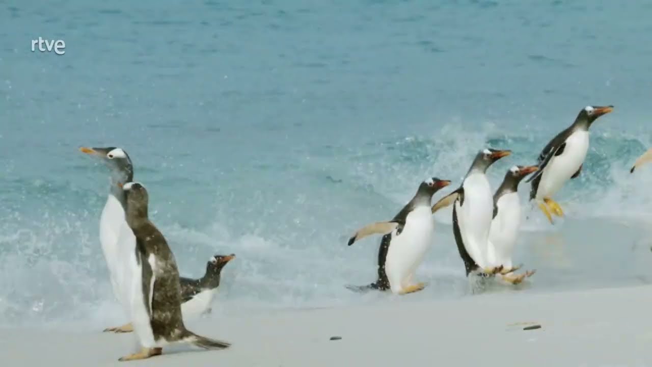 Las islas de los PING&Uuml;INOS | Islas Malvinas🏝️ | Documental de animales en HD