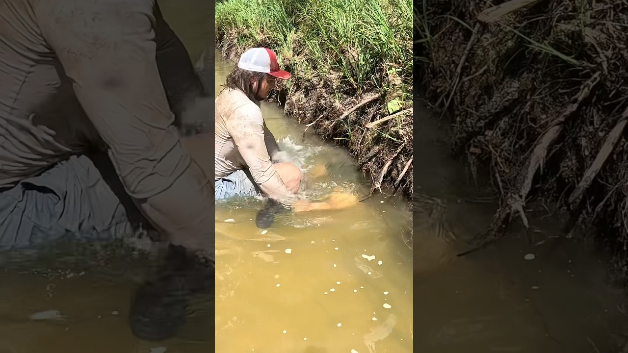 Monster Catfish was Deep in this Bank Hole‼️#noodling #handfishing