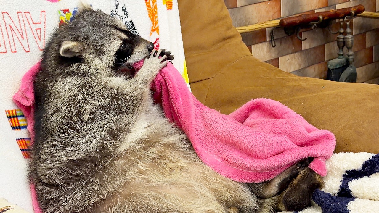 How Marcel the raccoon lulls himself to sleep. Как енот Марсель убаюкивает себя перед сном.