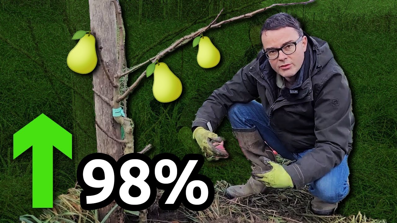 BIOCHAR et PLANTATION ARBRES FRUITIERS: 98% de Reprise