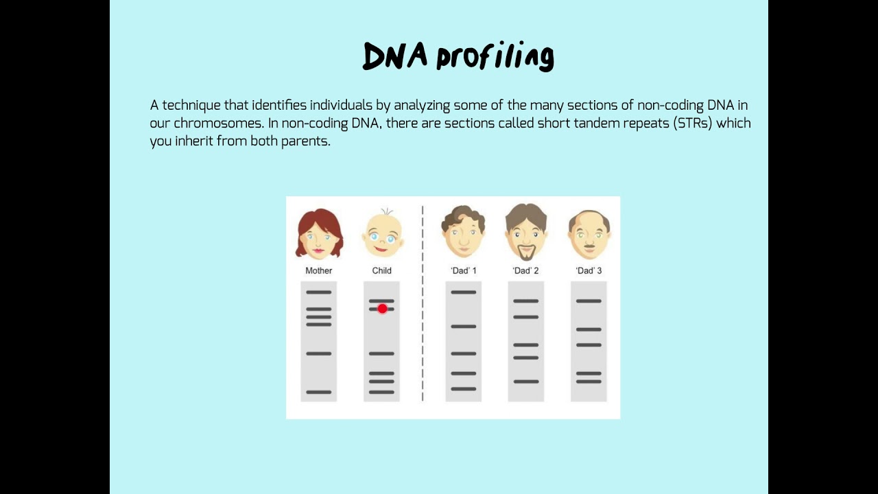 DNA profiling: how to answer questions on these diagrams