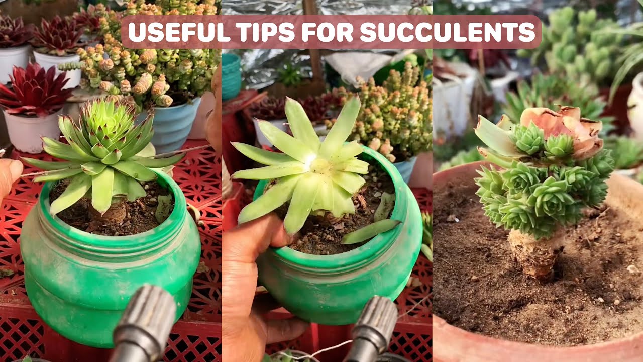 Useful Tips For Succulents - Part 73 | 多肉植物 | 다육이들 | Suculentas