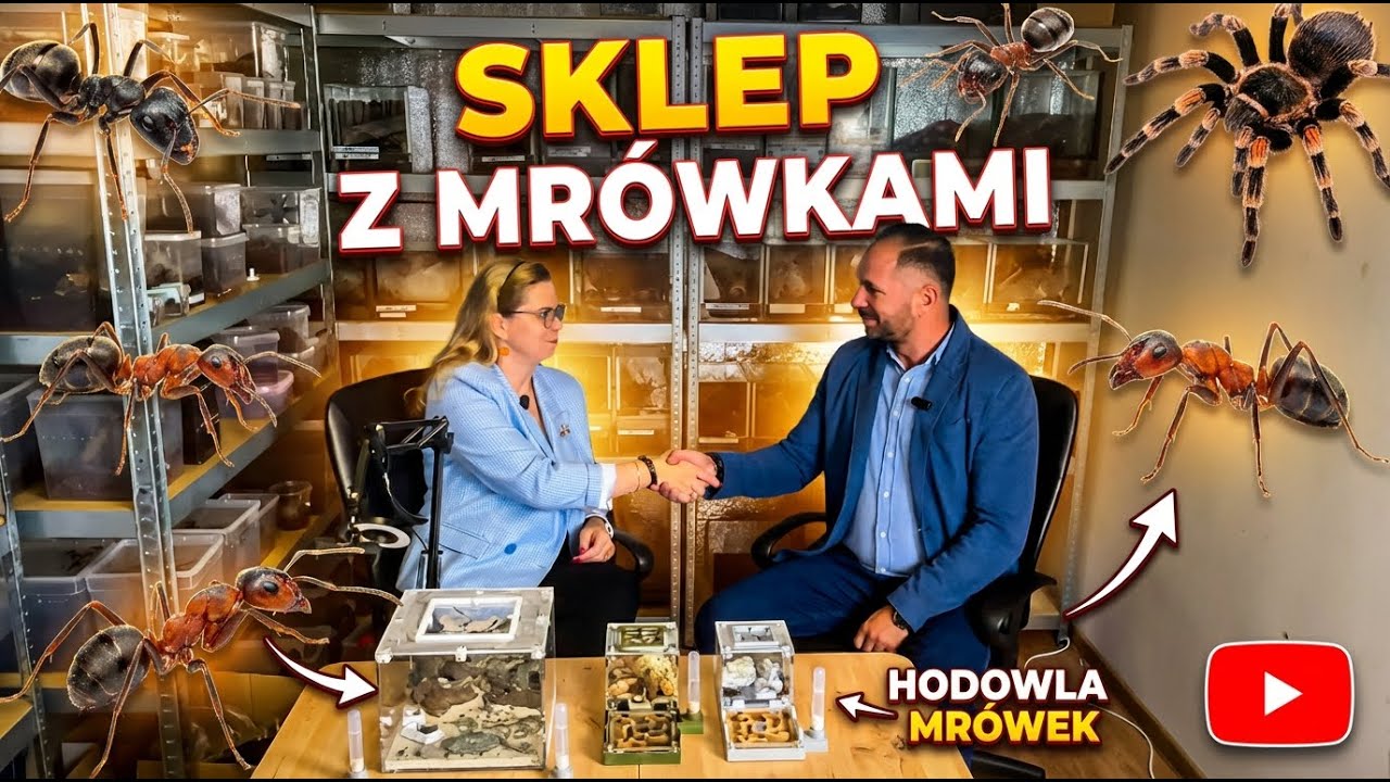 Klonik.pl u Mr&oacute;wSon - Sklep z Mr&oacute;wkami : Poznaj świat formikari&oacute;w i historię, kt&oacute;ra za nimi stoi.