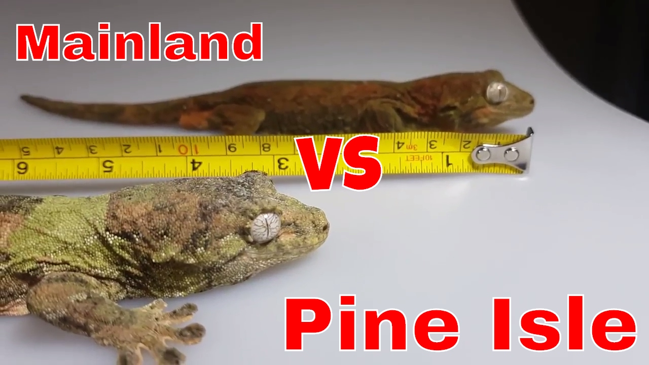 Mainland Vs Pine Isle Chahoua