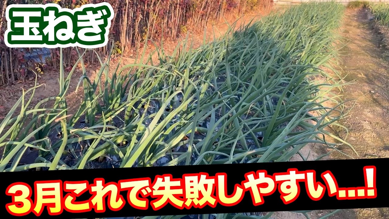 【玉ねぎ】3月これで失敗やすいので、気をつけて！！