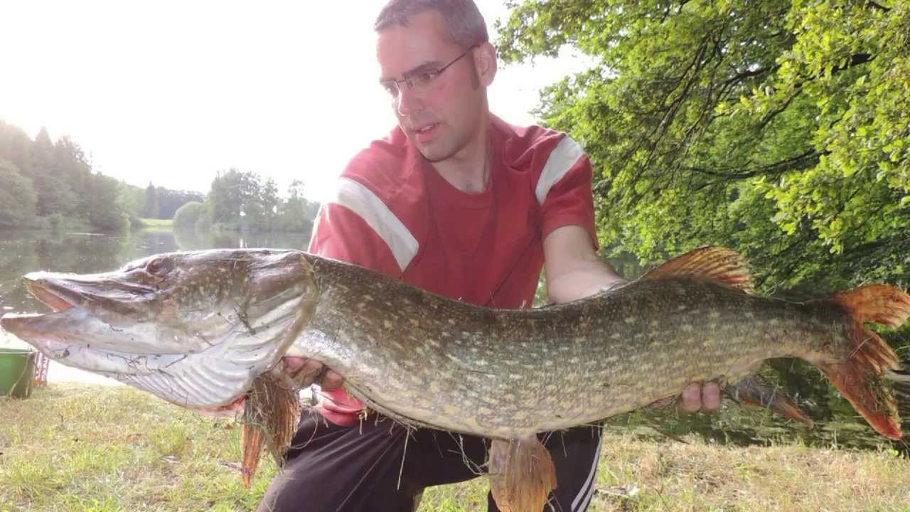 Brochet d'un m&egrave;tre au vif rel&acirc;ch&eacute; en no kill