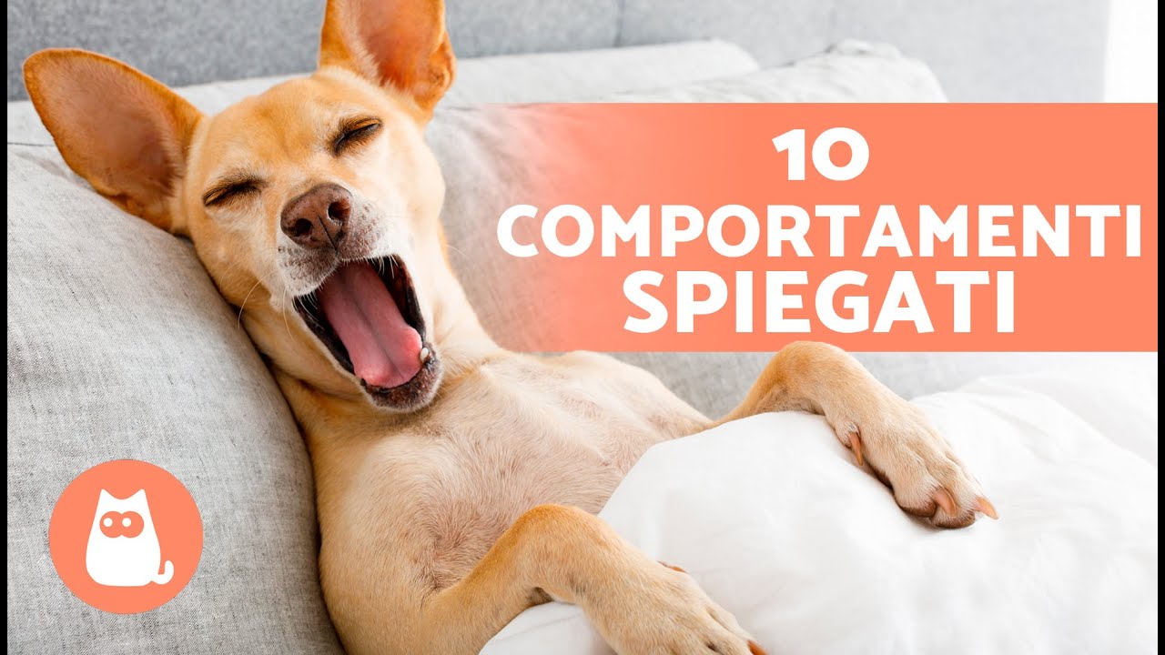 10 COMPORTAMENTI DEI CANI Spiegati 🐶❓