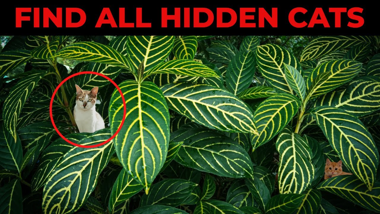 Find All Cats Hidden In The Picture