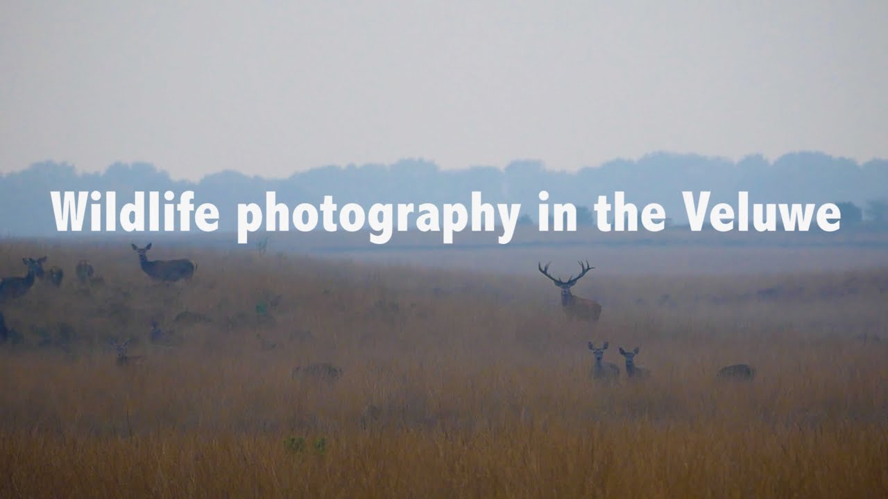 Wildlife photography in the Hoge Veluwe