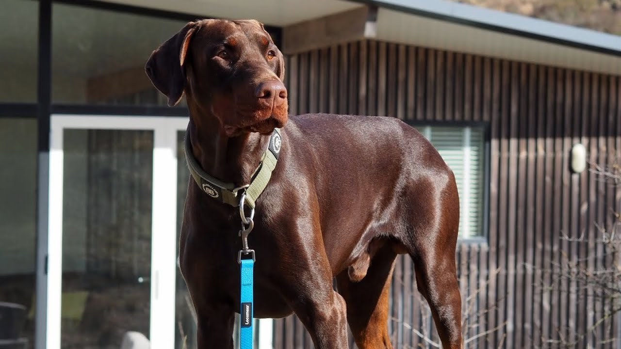 Help! Mijn hond trekt aan de lijn.