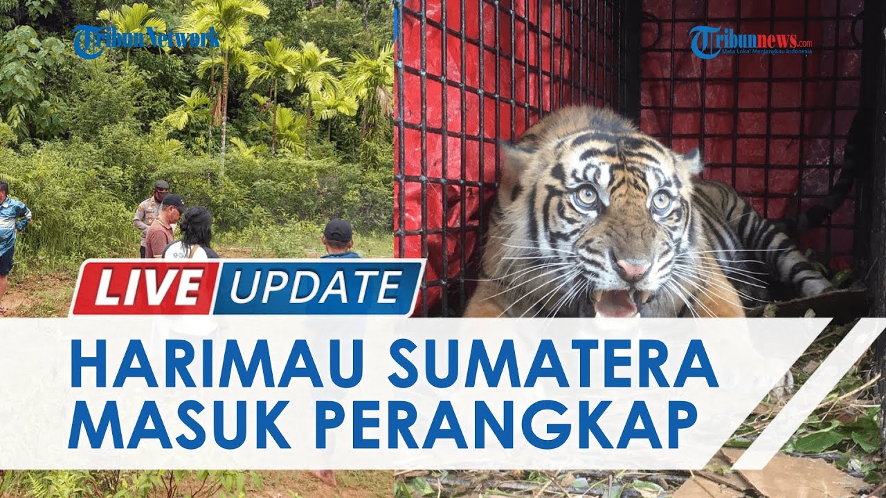 Seekor Harimau Sumatera di Aceh Selatan Masuk Perangkap BKSDA, Sempat Mangsa Ternak Warga
