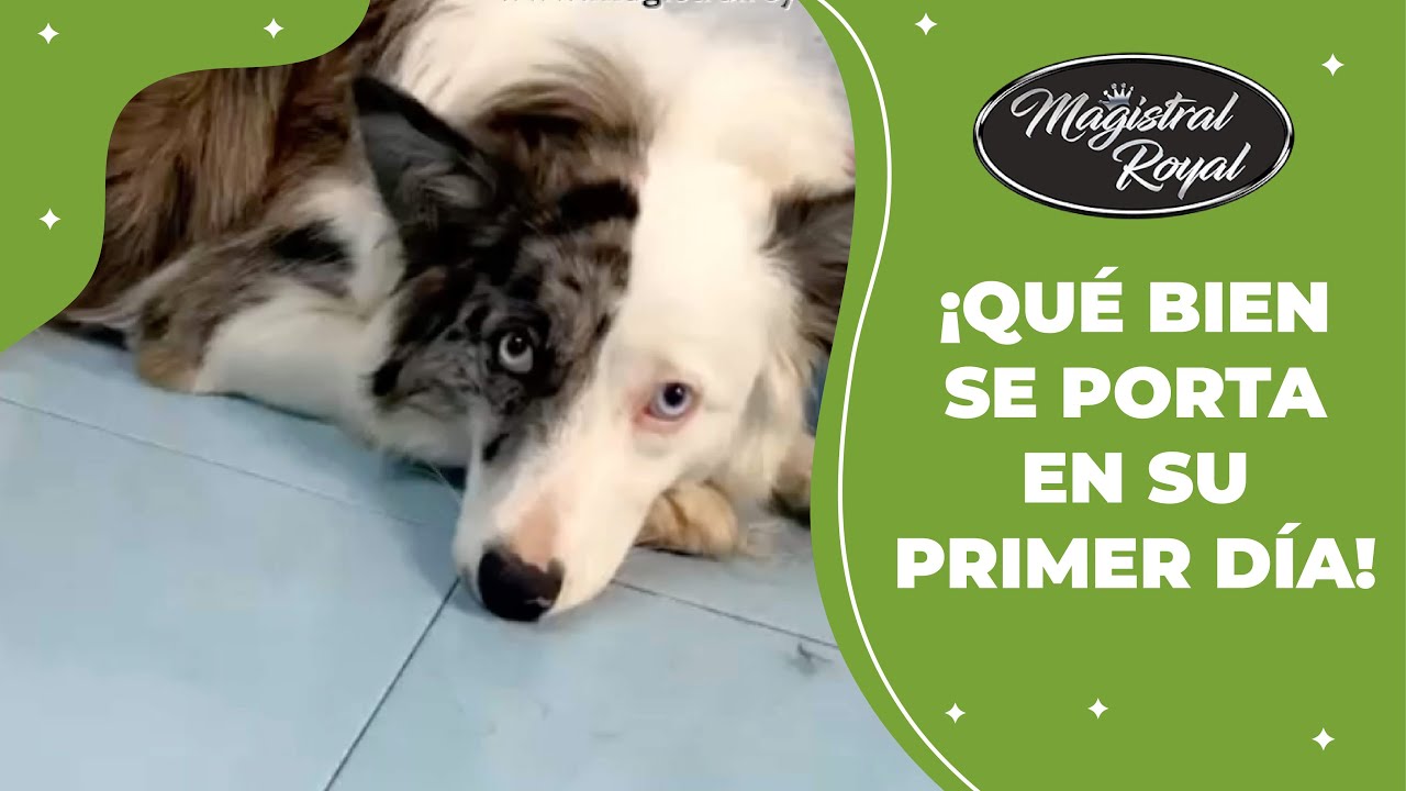 PRIMERA VEZ en la PELU de esta BORDER COLLIE - Magistral Royal