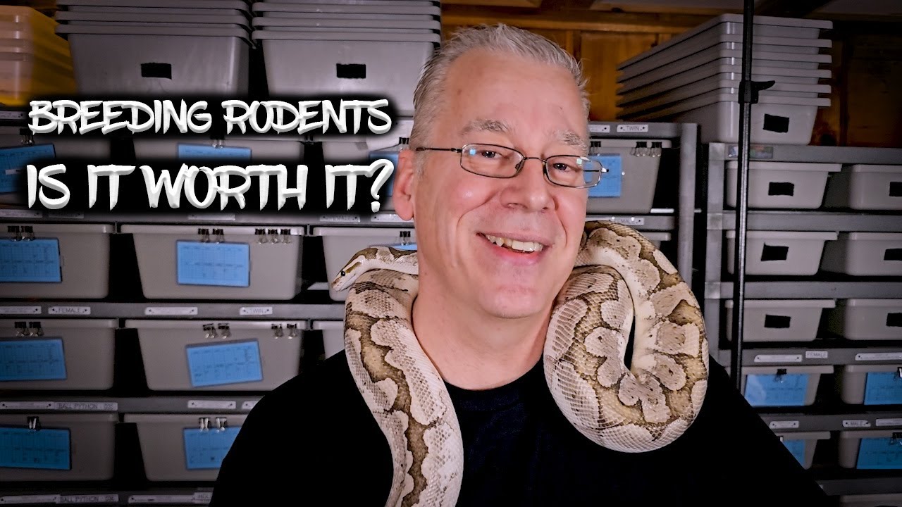 Breeding Rodents as Food for Ball Pythons: Is it worth it?