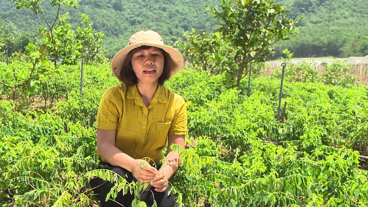 Kỹ thuật trồng Rau ngót an toàn