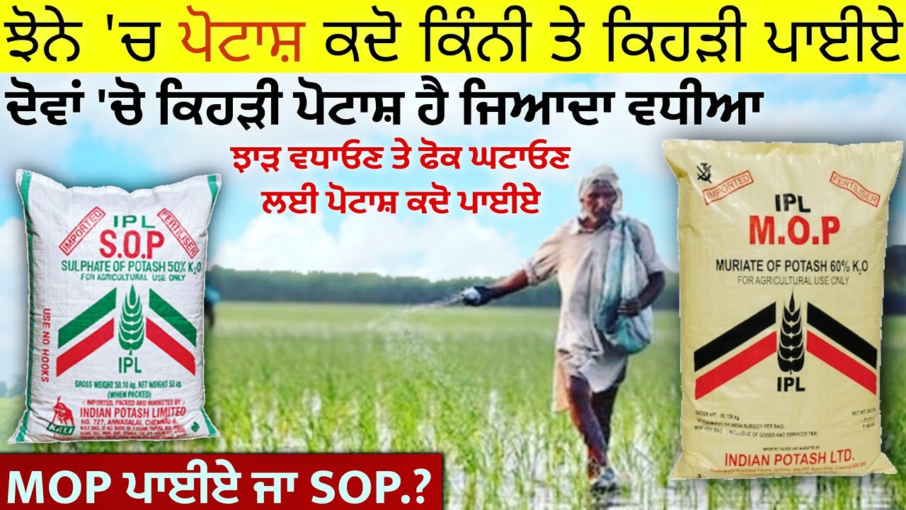 ਝੋਨੇ ਦਾ ਝਾੜ ਵਧਾਓਣ ਲਈ ਕਦੋ ਕਿੰਨੀ ਤੇ ਕਿਹੜੀ ਪੋਟਾਸ਼ ਪਾਈਏ' potash fertilizer in paddy, Potash Use In Paddy
