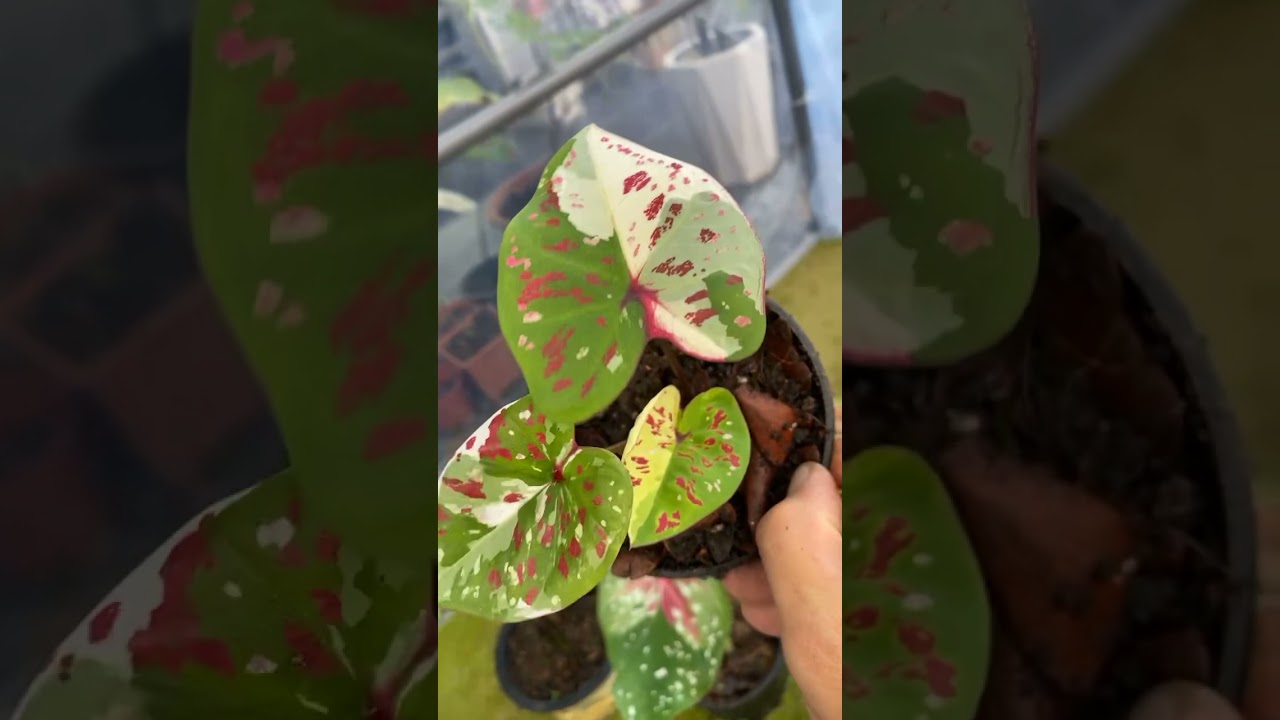 Nak daun keladi cantik dan cepat besar